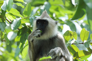 See Wild Monkeys in Nepal