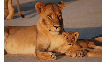 Botswana Family Tour Package