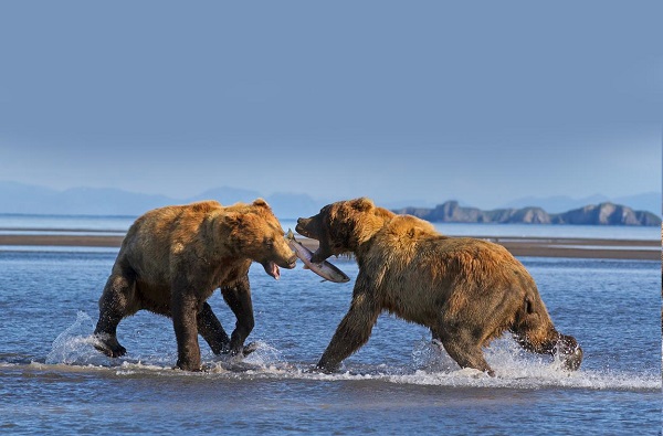 Wild brown bears in Alaska