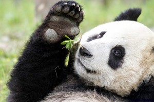 Wild Panda in China