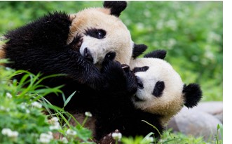 Pandas in China