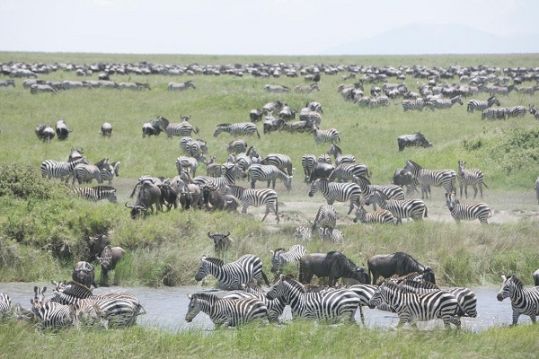 Great Migration Tanzania green season