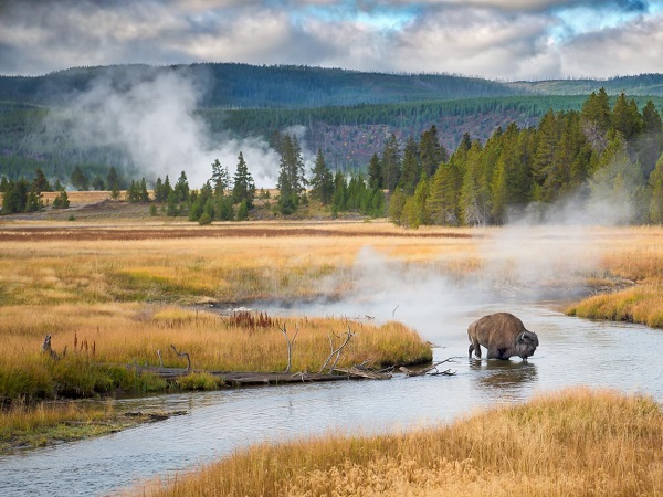 Wild bison in Yellowstone