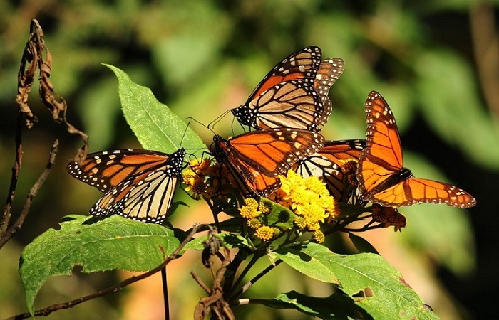 Teacher Scholarship Grant Monarch Migration