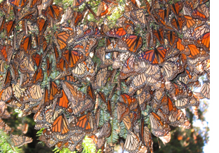 Monarch buttefly colony in Mexico