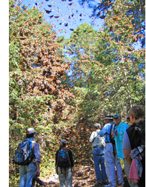 Monarch butterfly migration tour