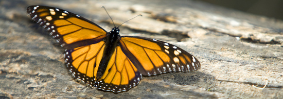 Monarch butterfly spreading its wings