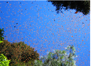 Monarch butterflies in flight