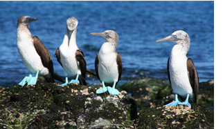 See blue-footed boobies in the Galapagos