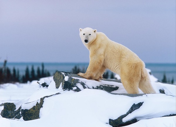 Wild polar bear in Canada