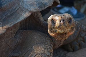 Galapagos Tortoise