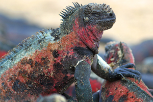 Galapagos Marine Iguana