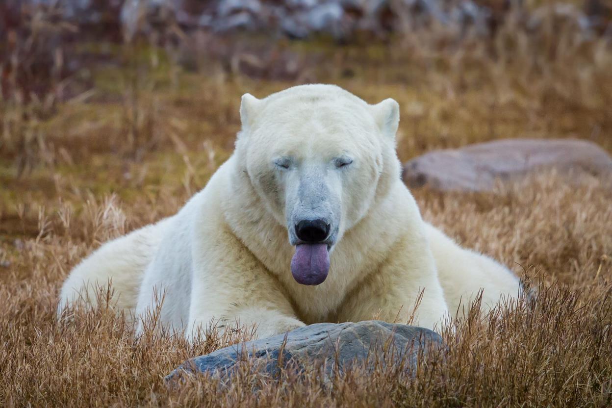 International Polar Bear Day 1