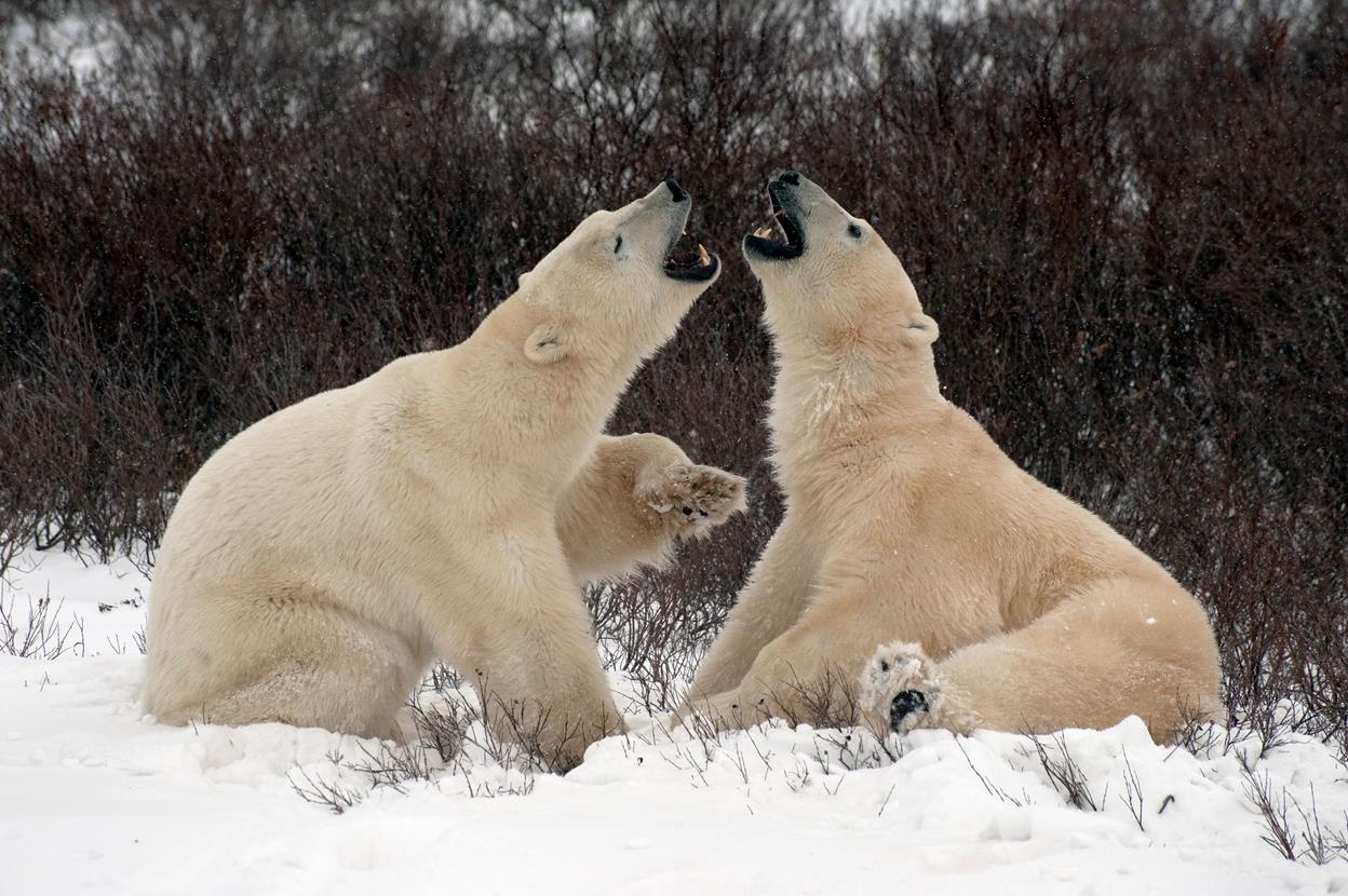 International Polar Bear Day 10