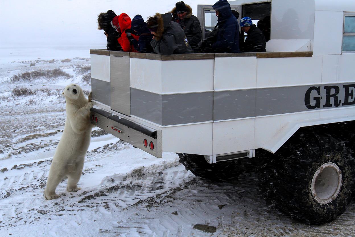 International Polar Bear Day 3