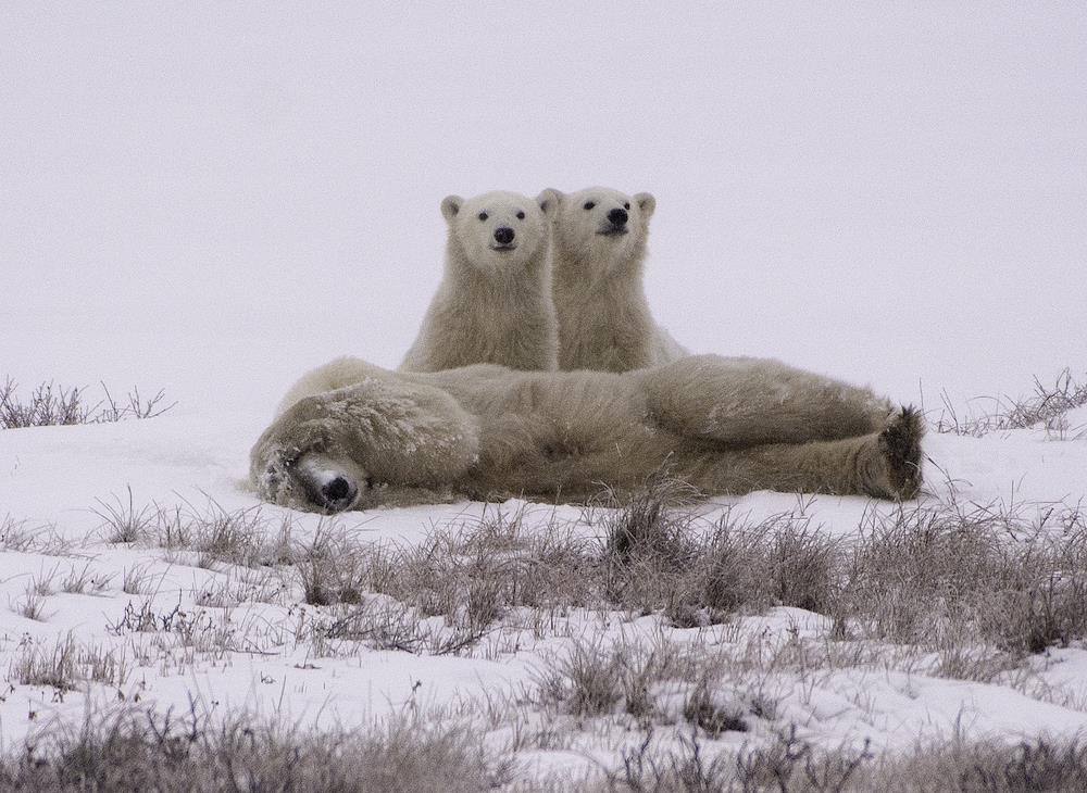 International Polar Bear Day 4