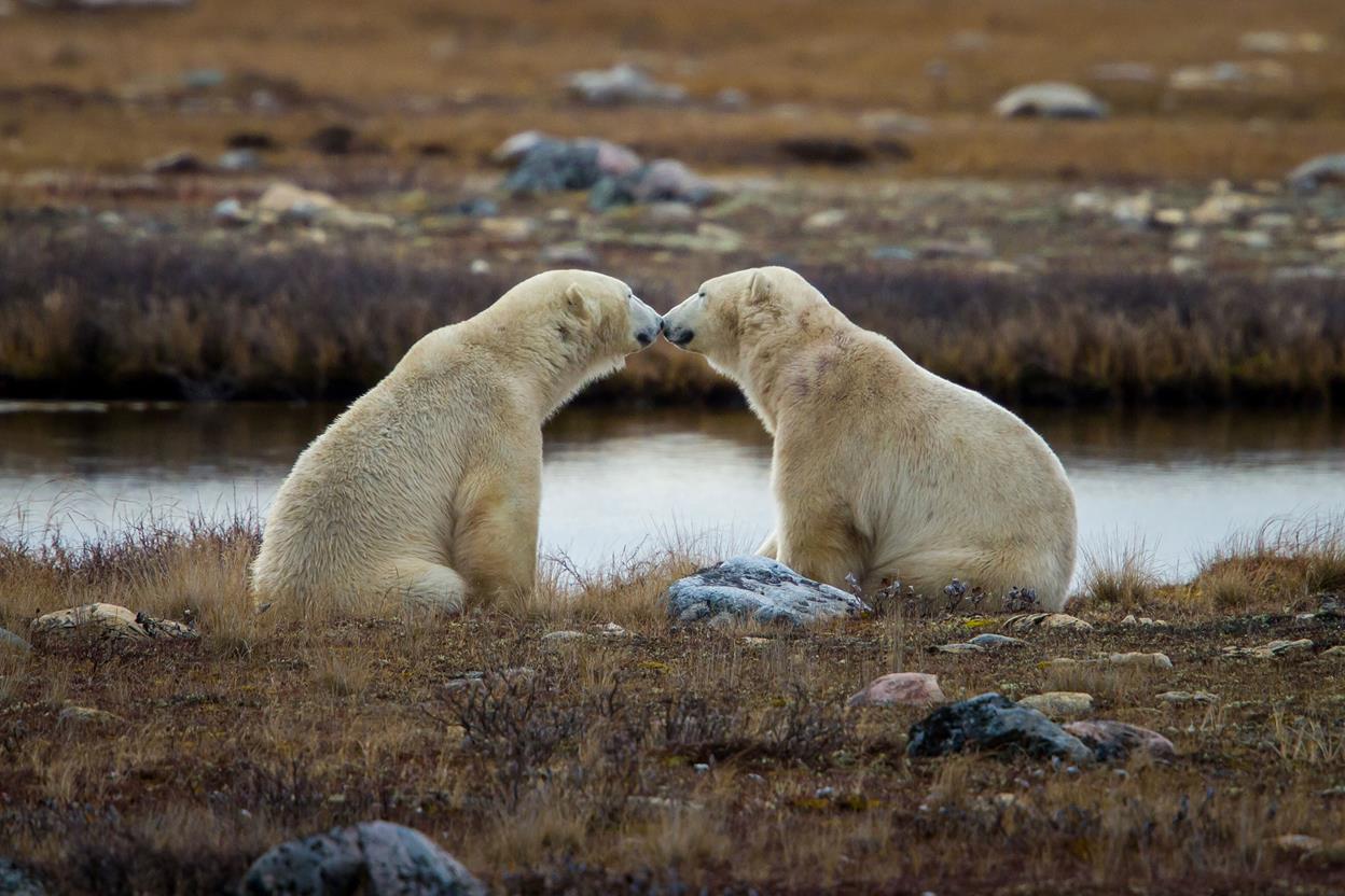 International Polar Bear Day 5