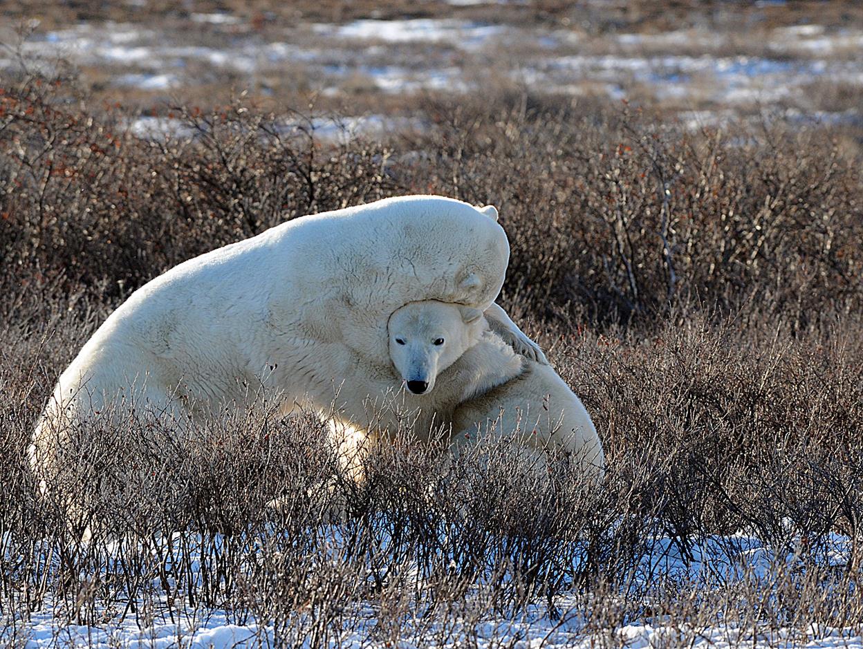 International Polar Bear Day 6