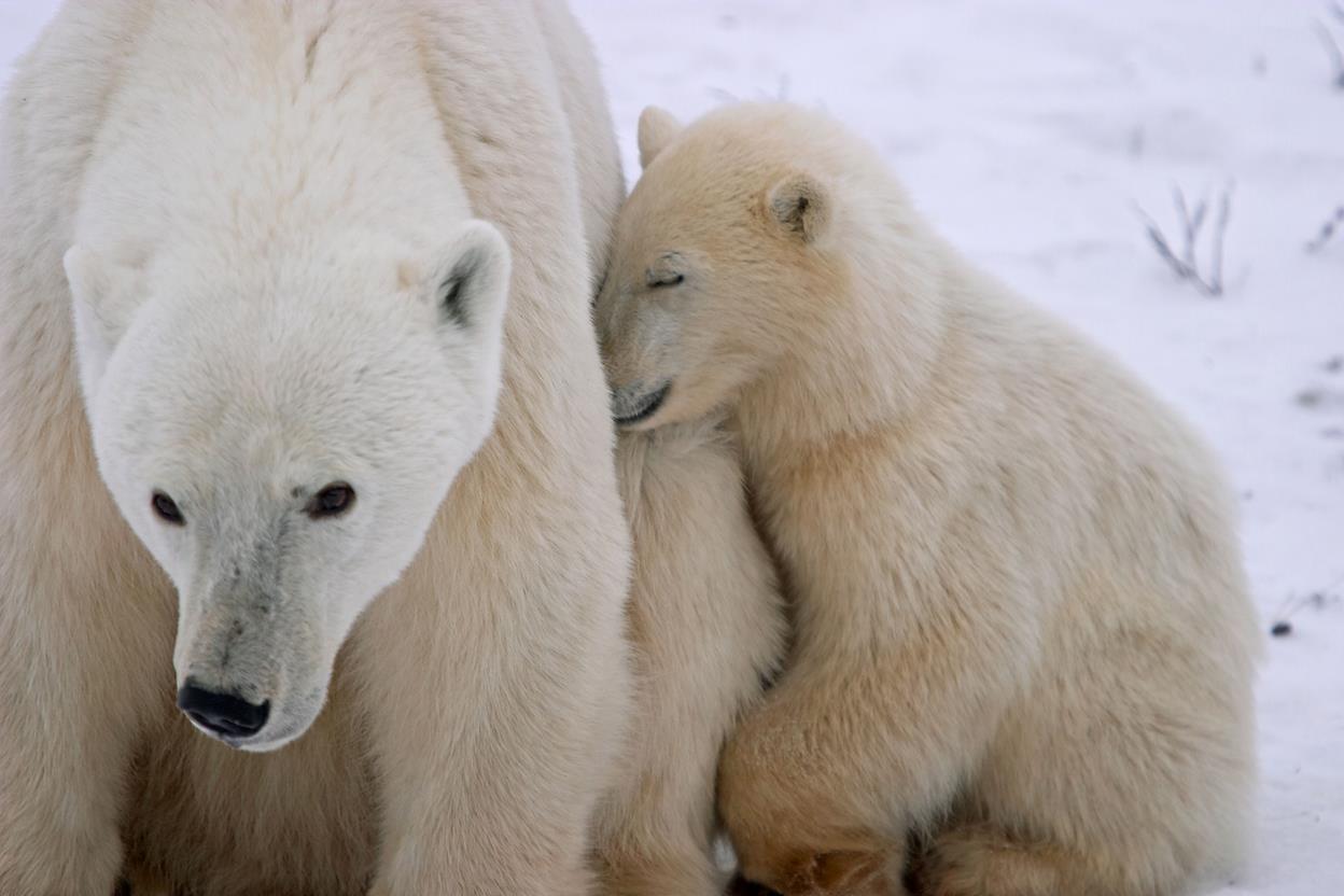 International Polar Bear Day 7