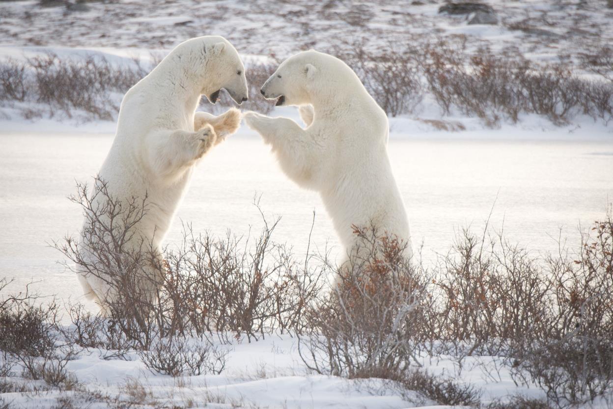 International Polar Bear Day 9