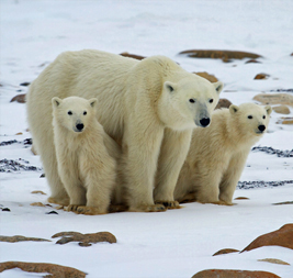 Polar Bear Mother with Cubs