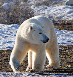 Polar Bear Day 2017