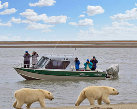 Polar Bear Viewing