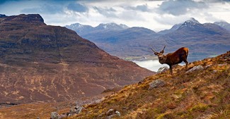 Red Deer in the Scottish Highlands