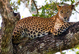 Sri Lanka Leopard Safari