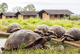 Galapagos Tortoise Camp