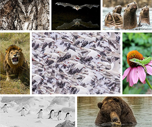 2016 Wildlife Photo Contest Winners