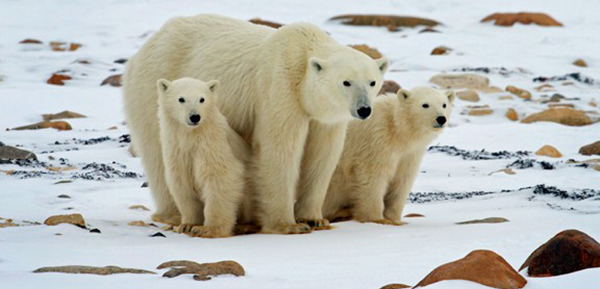 2016 Wildlife Photo Contest