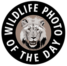 Wildlife Photo of the Day