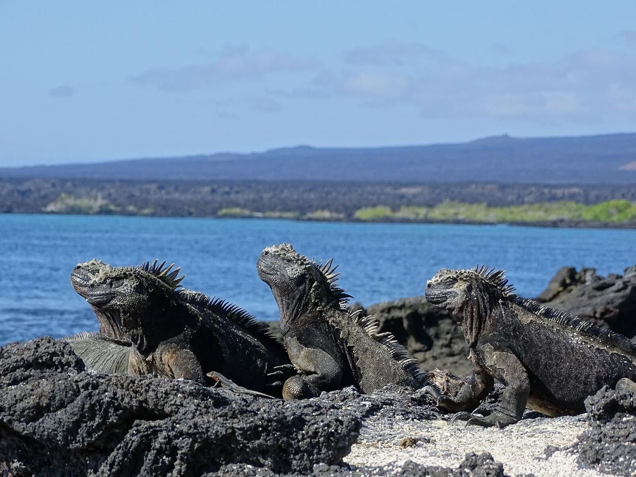 World Wildlife Day Galapagos