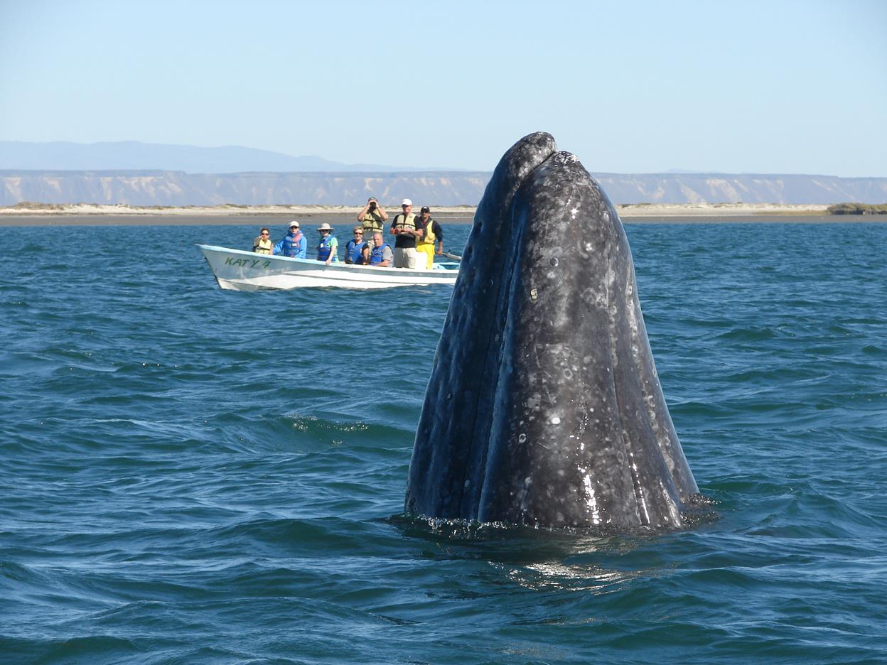 World Wildlife Day Baja Mexico