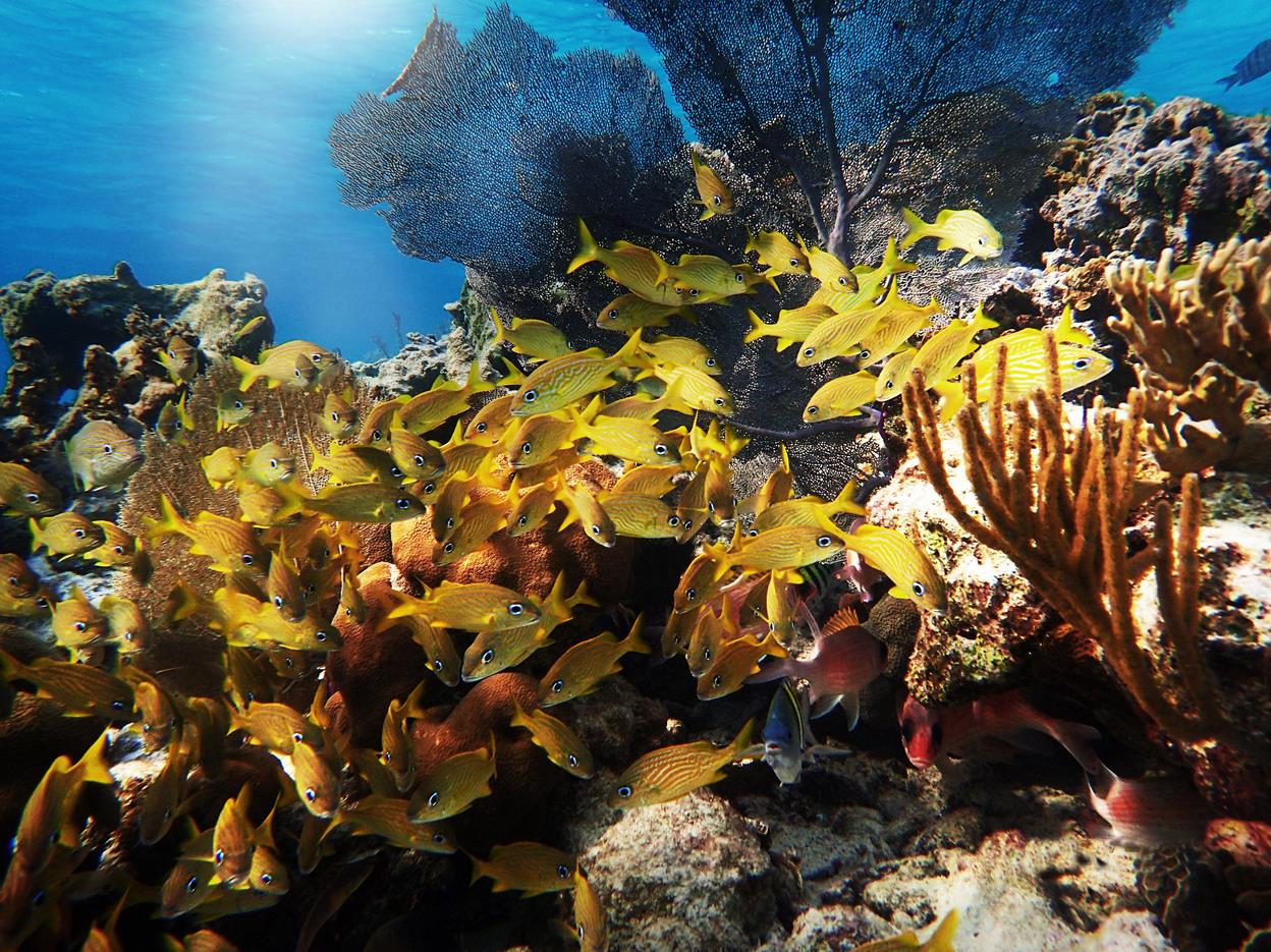 World Wildlife Day Belize