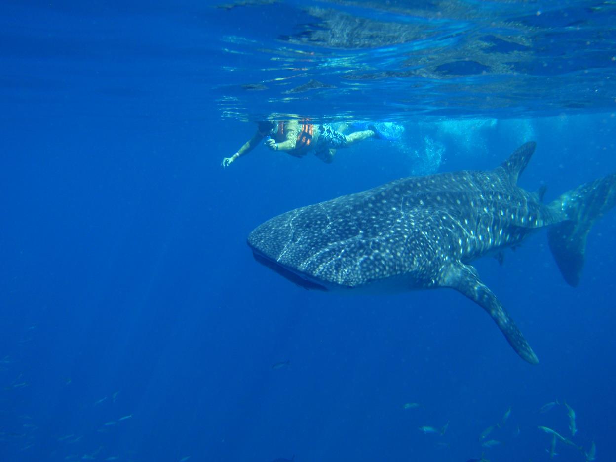 World Wildlife Day Mexico Whale Sharks