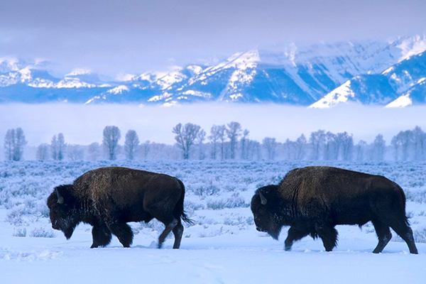 Visit Yellowstone for the winter holidays