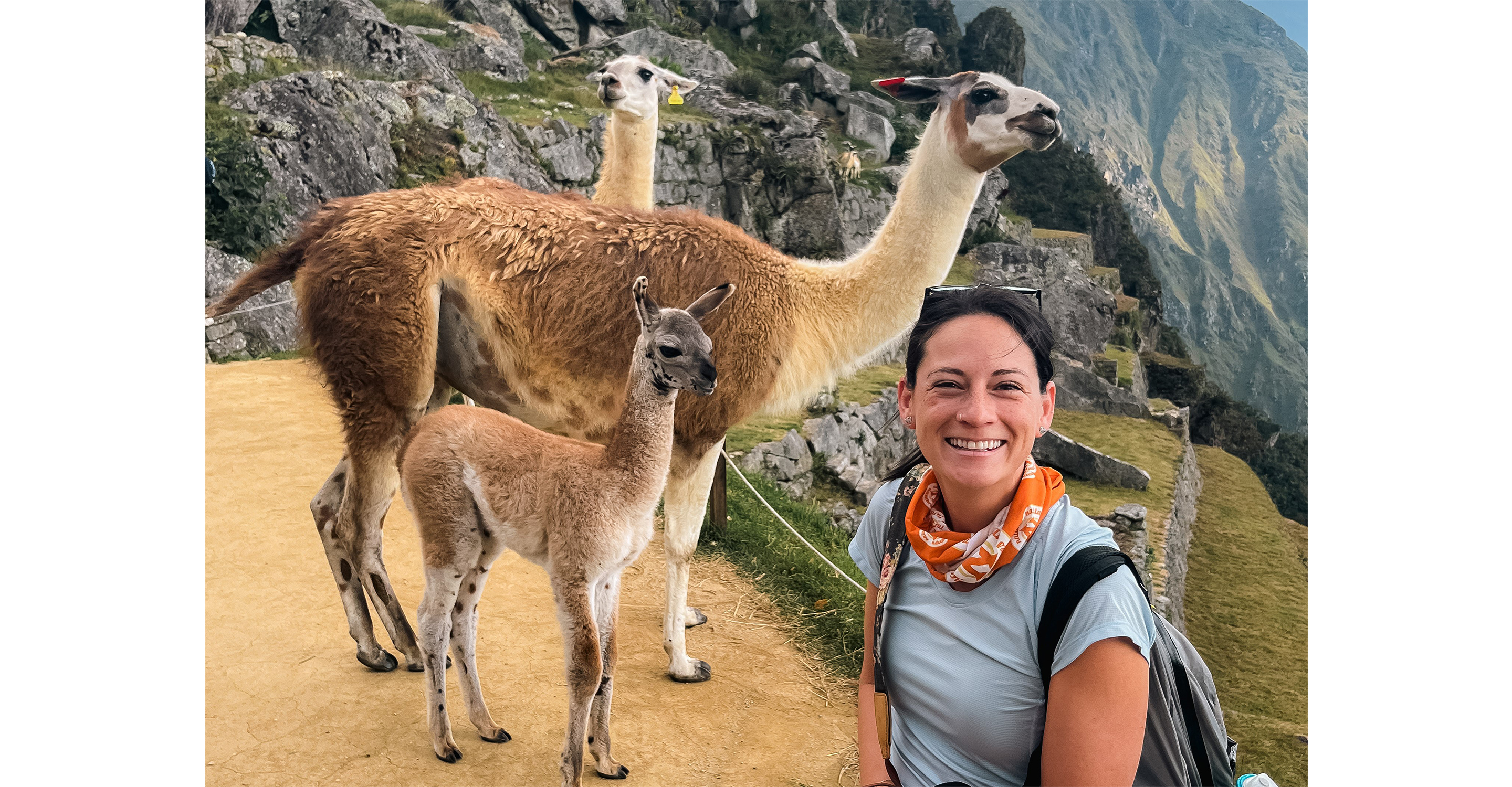 Llamas roaming the ancient Incan citadel of Machu Picchu in Peru.