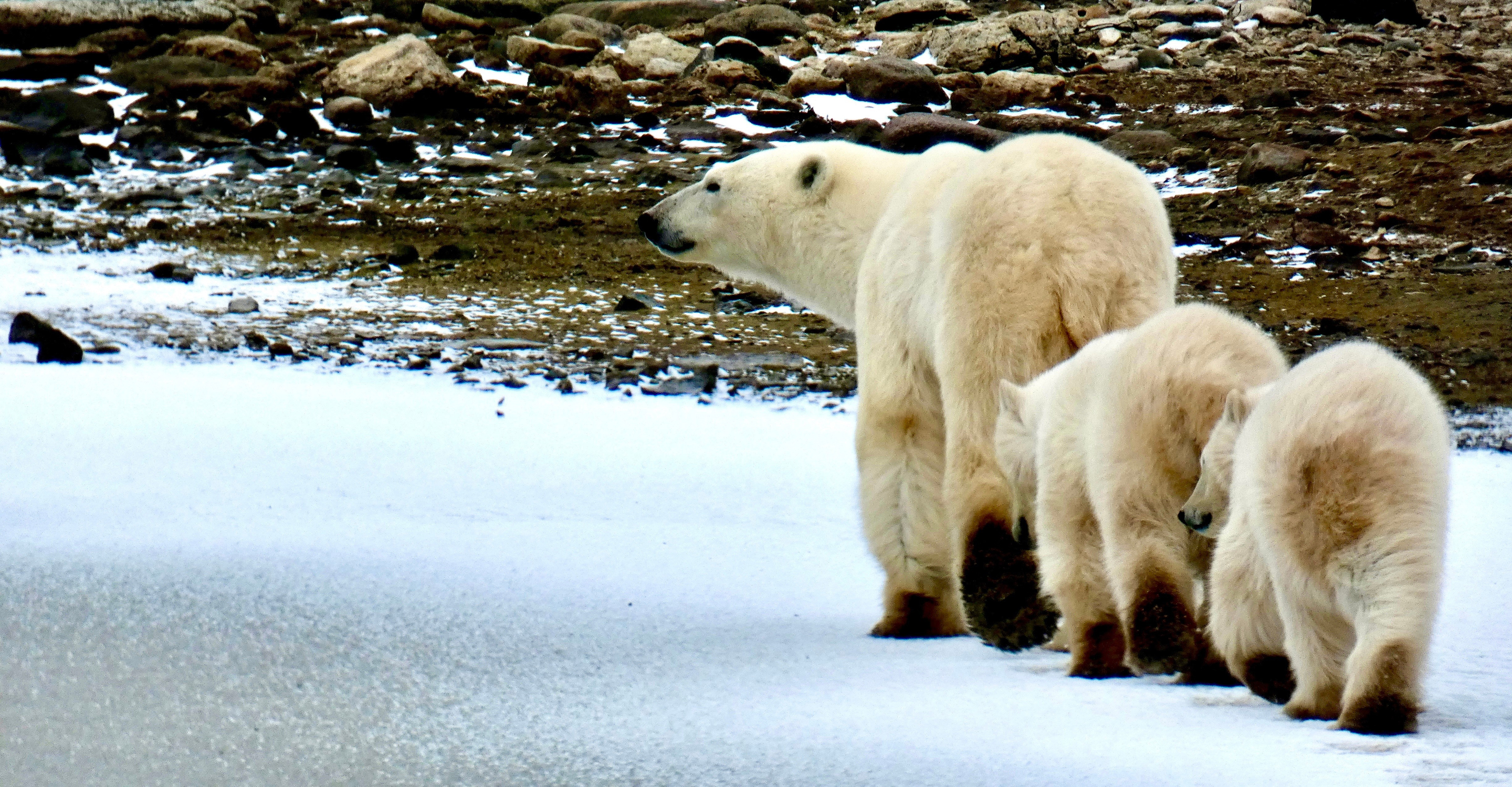 A beautiful momma bear and her cubs strolling by the rover – Churchill, Canada