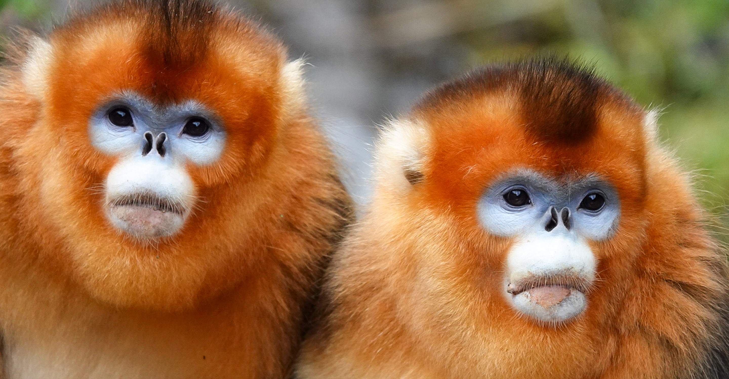 A close up of Golden Monkeys in China.