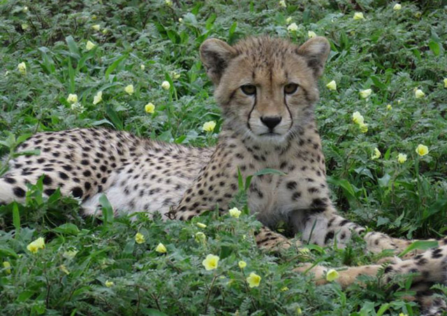 Cheetah cub viewed during Botswana’s green season