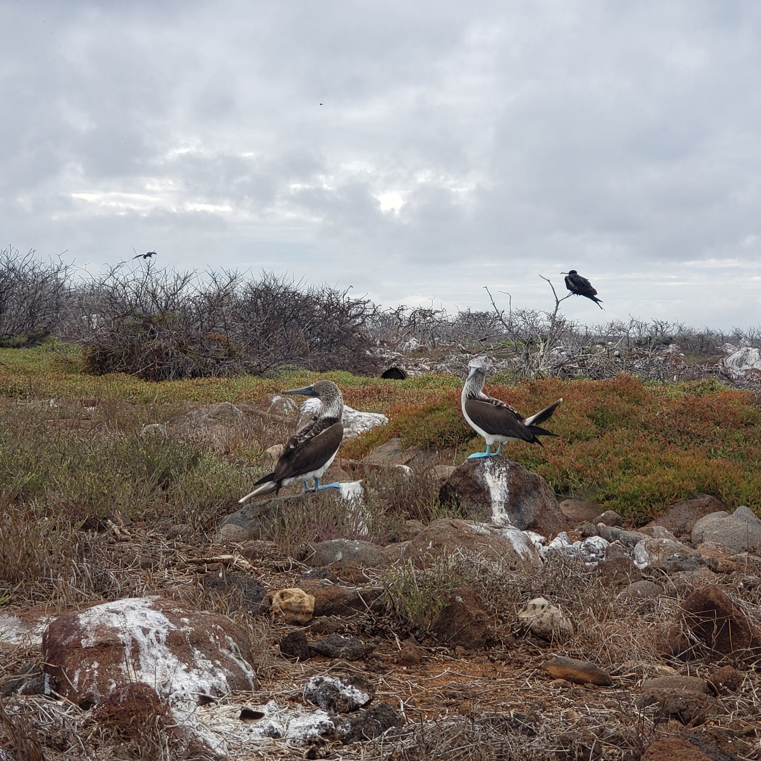 A pair of boobies nesting on Isla Baltra (Galapagos).