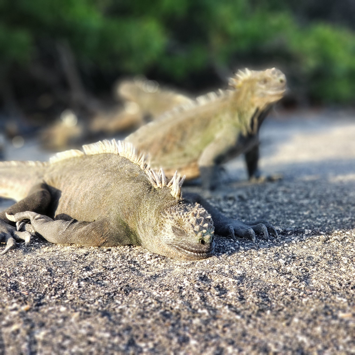 Some iguanas sun-bathing at Punta Espinosa on Fernandina (Galapagos).