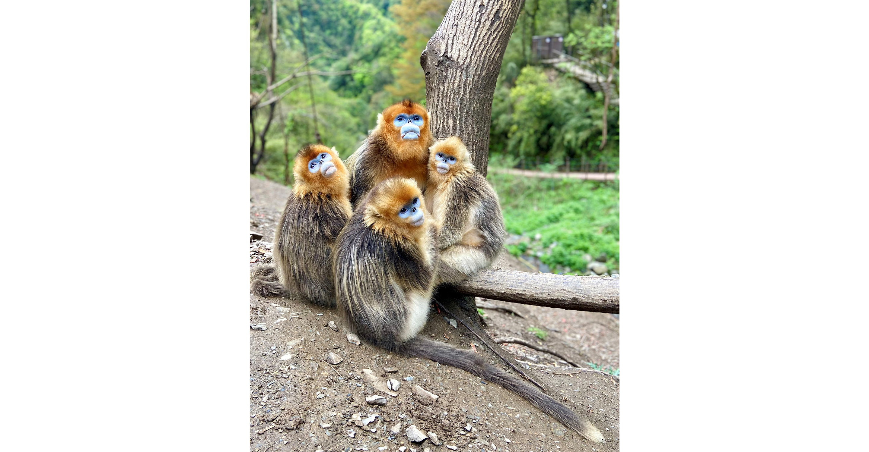 Incredible opportunity to see golden snub-nosed monkeys in the remote forests of Southwestern China with Nat Hab.