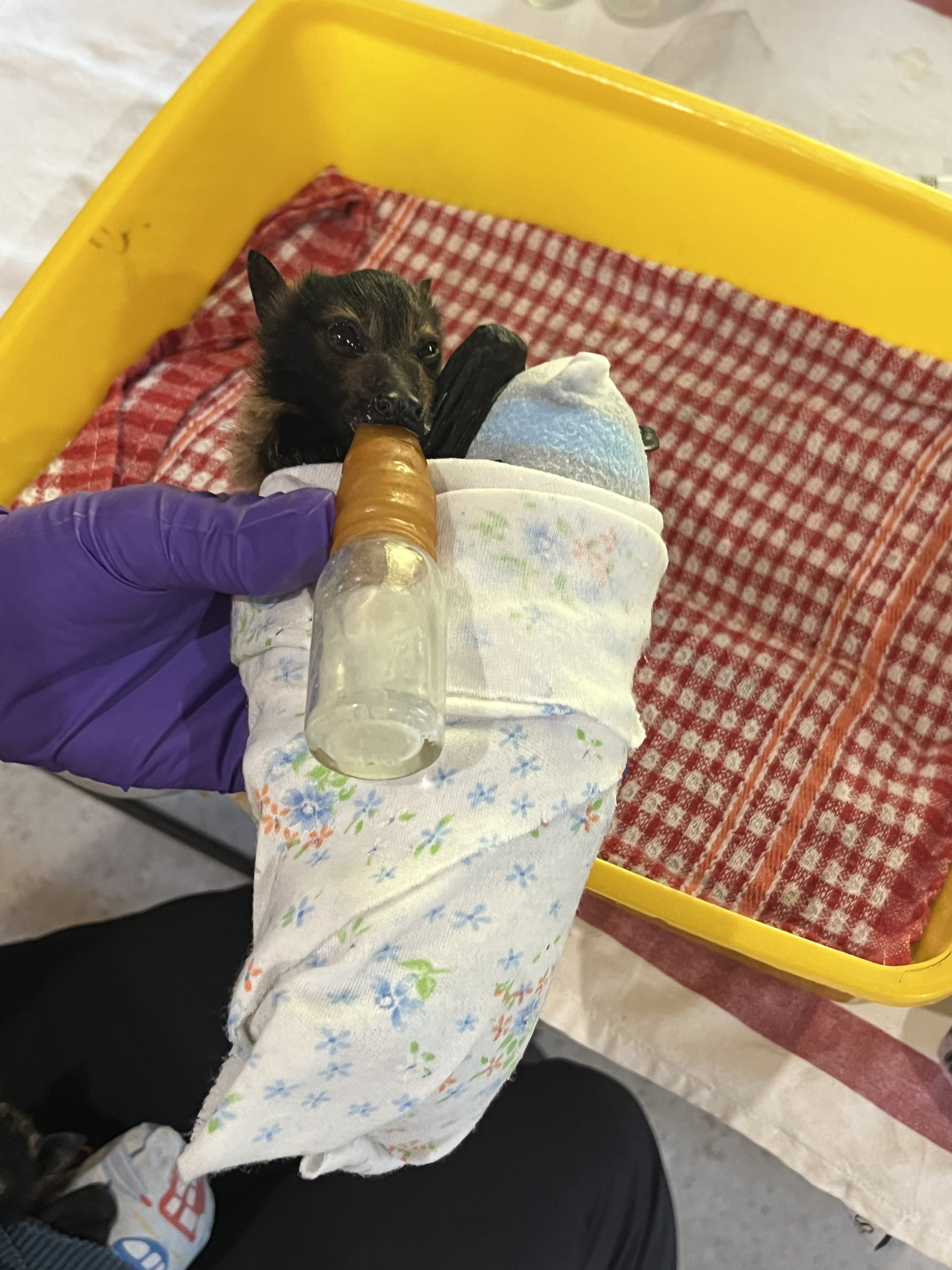 While in the Atherton Tablelands, we had the absolute pleasure of visiting Tolga Bat Hospital. This is an orphaned flying fox who is being reared and rehabilitated.