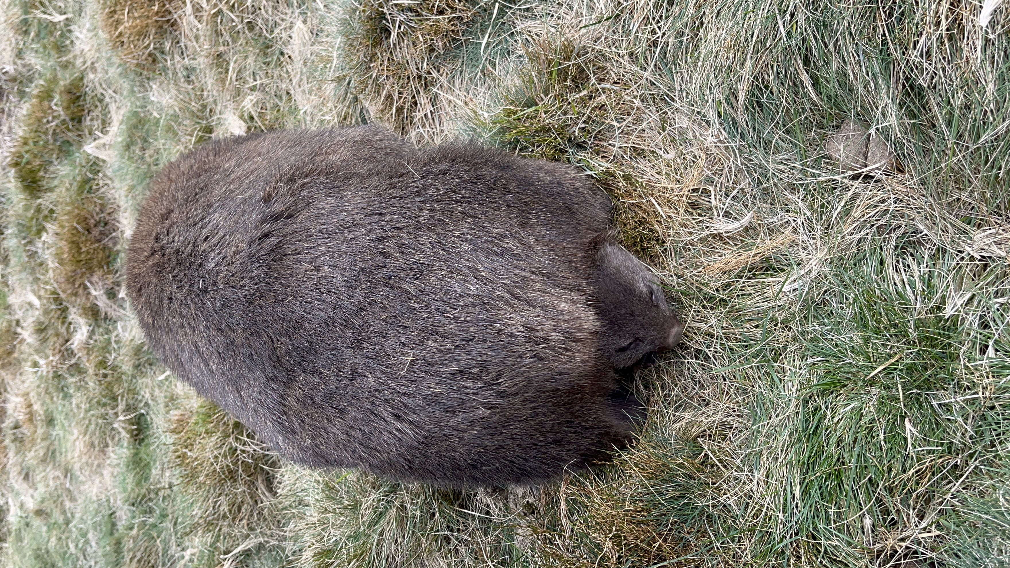 While hiking around Cradle Mountain, our group came upon a mother wombat with a joey! A big highlight for the trip.