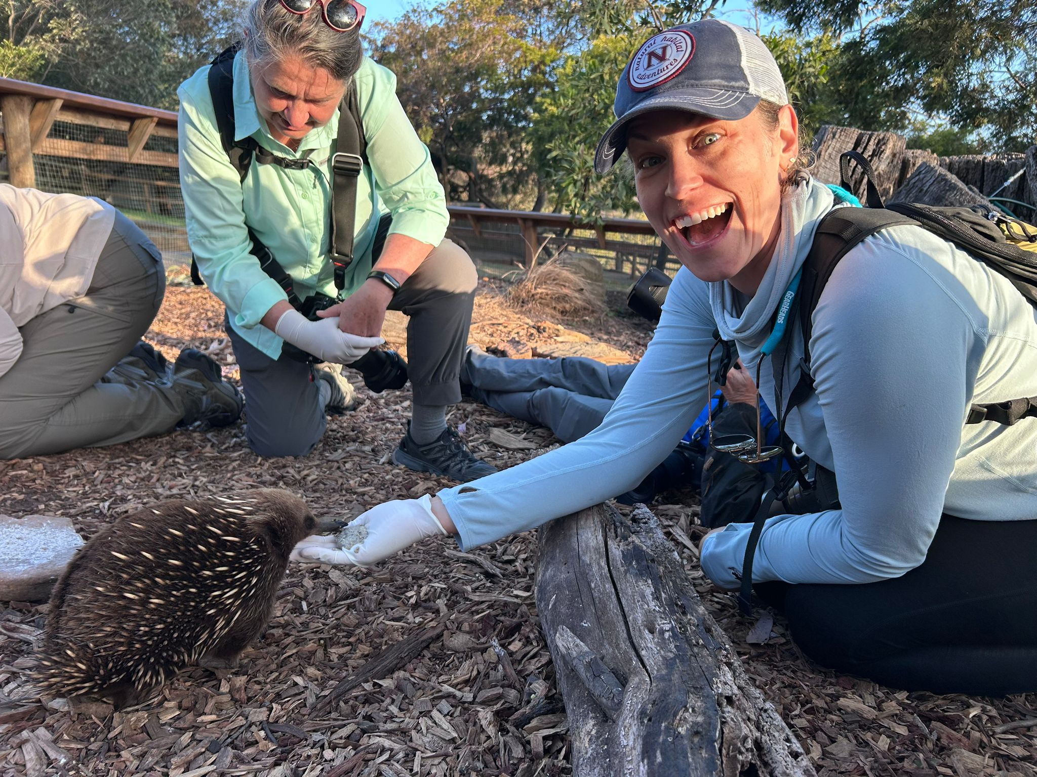 During our visit to Bonorong Wildlife Sactuary, we got the most exciting opportunity to feed resident echidnas who had been brought in sick or injured.