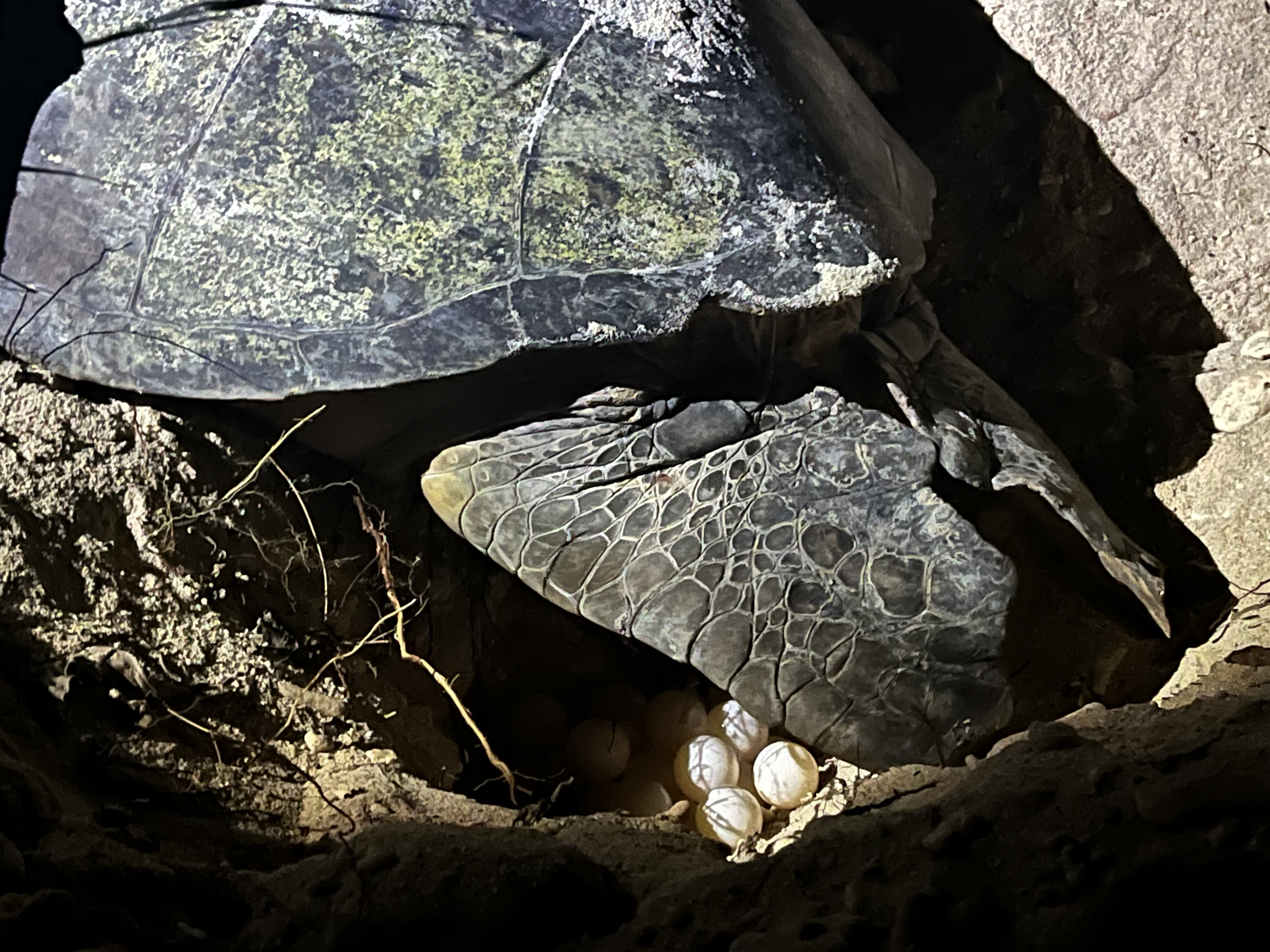 A first for me, and an absolute thrill to watch a sea turtle go through the entire process of laying her eggs on the beach of Lady Elliot Island.