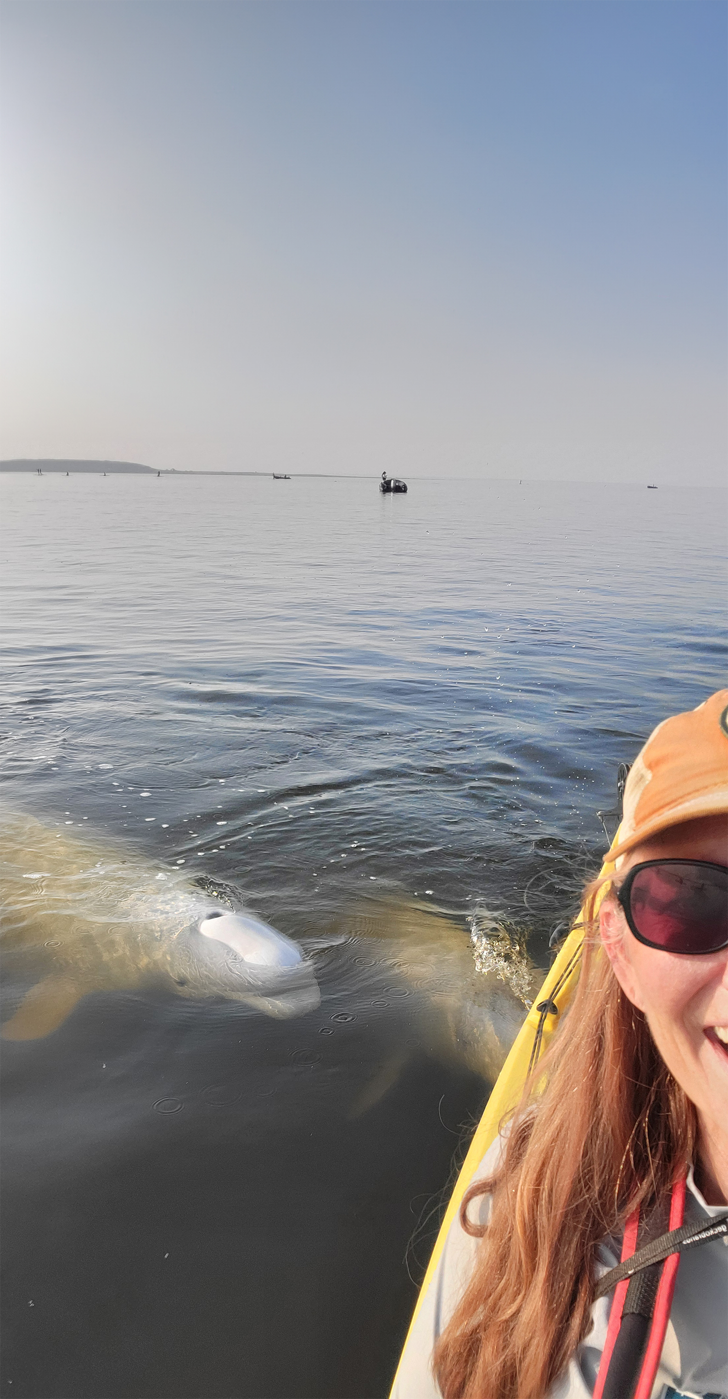 Kayaking with Belugas.